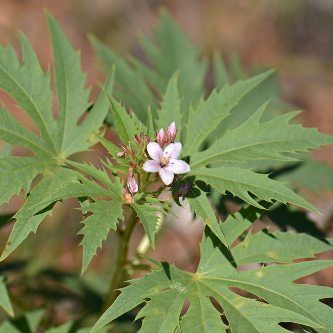 Ragged Nettlespurge has large bright pink flowers. Both petals and sepals are large. Jatropha macrorhiza 